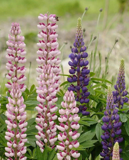 Seeds | Lupin Russels Hybrid