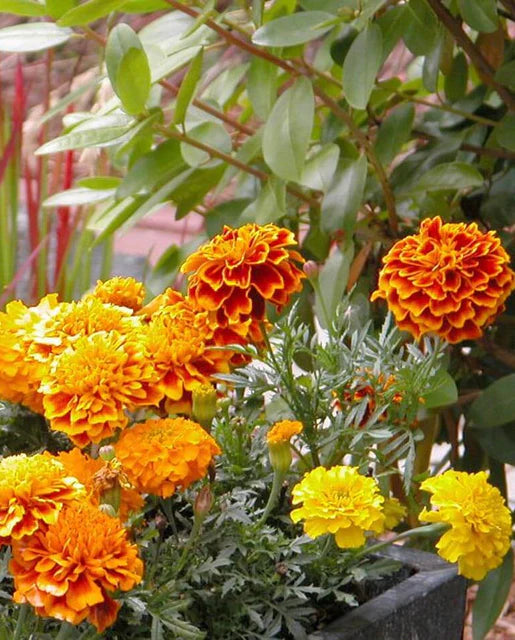 Seeds | Marigold Brocade
