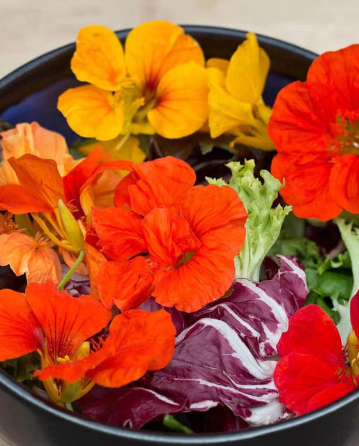Seeds | Nastursiums Salad Blend