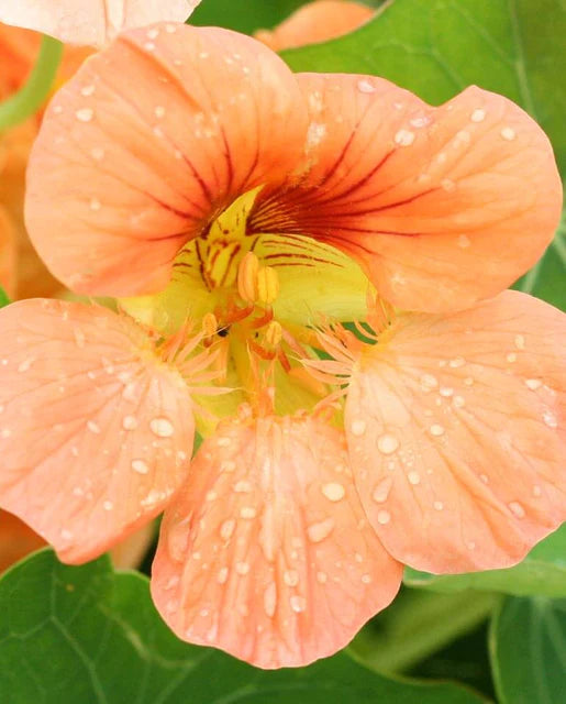 Seeds | Nastursiums Tip Top Alaska Salmon