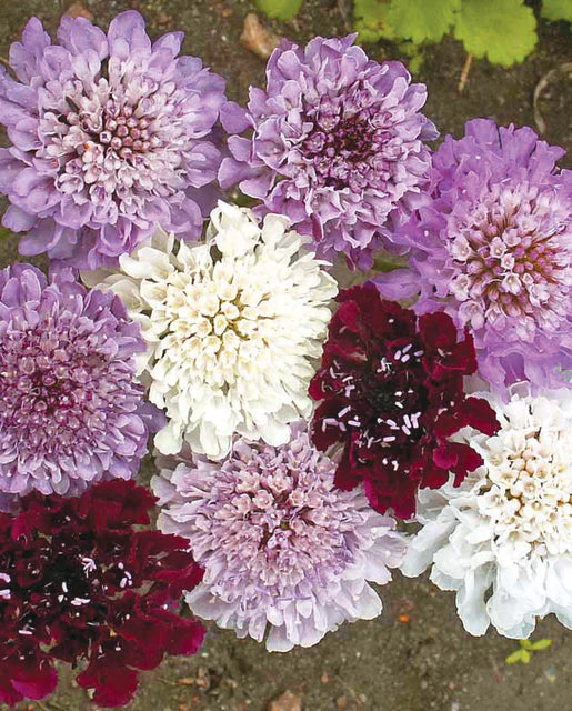 Seeds | Scabiosa Imperial Mix