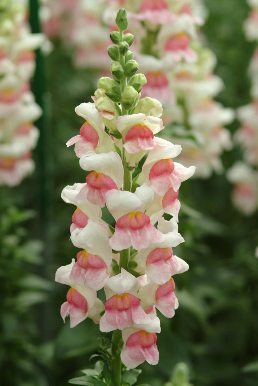 Seeds | Snap Dragon  Potomac Appleblossom F1