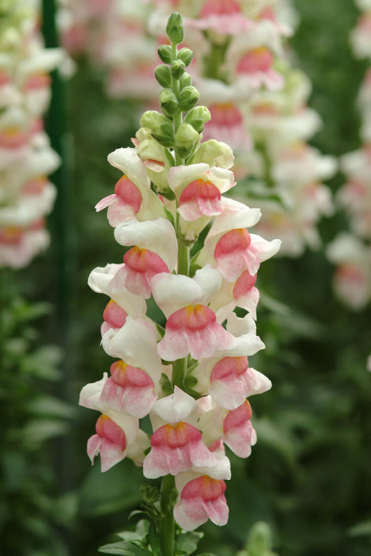 Seeds | Snap Dragon  Potomac Appleblossom F1