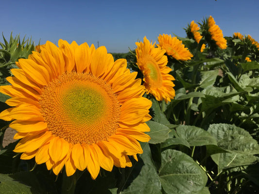 Seeds | Sunflowers procut Gold Lite DMR