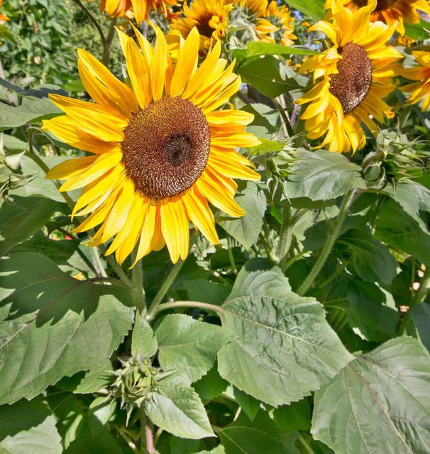Seeds | Sunflowers Peredovik Organic