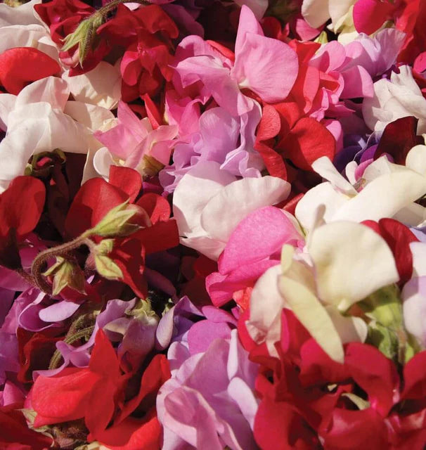 Seeds | Sweet Peas Supersnoop Mix