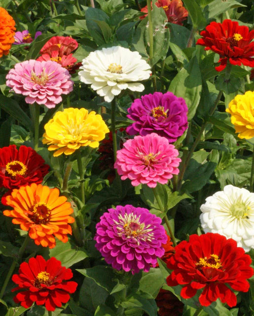Seeds | Zinnias  California Giants Mix