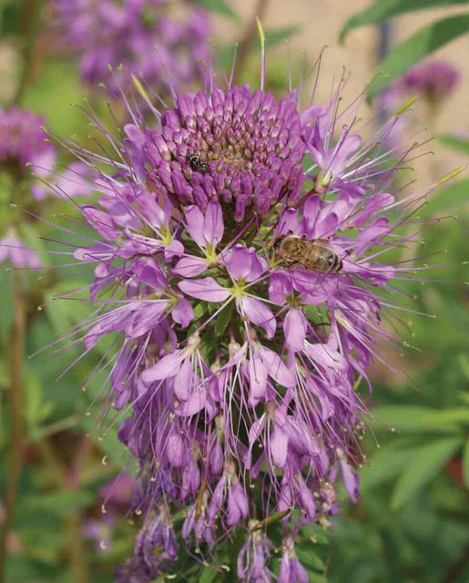 Seeds | Rocky Mountain Bee Plant