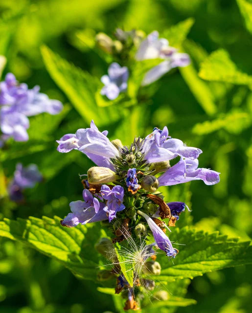 Seeds | Nepeta Blue Panther