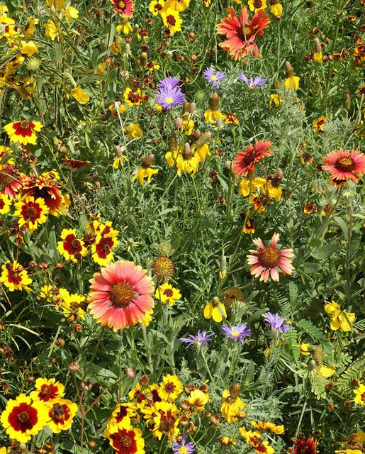 Seeds | Wildflowers Prairie Blend