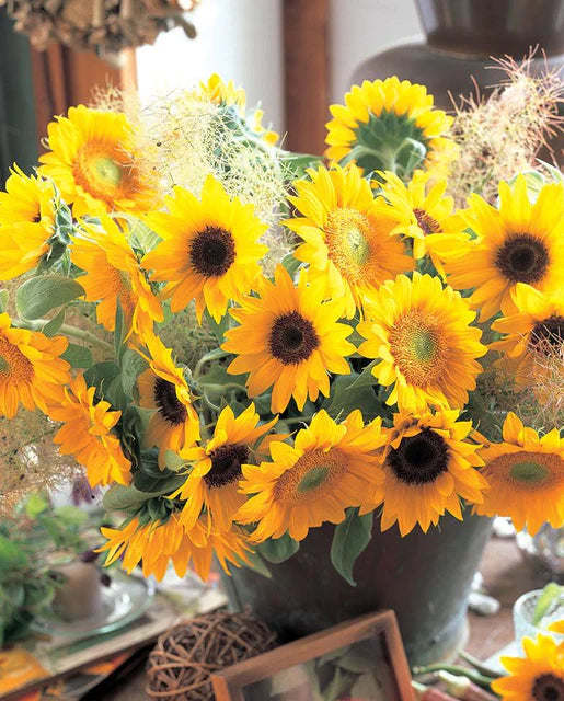 Seeds | Sunflowers Sunrich Blend