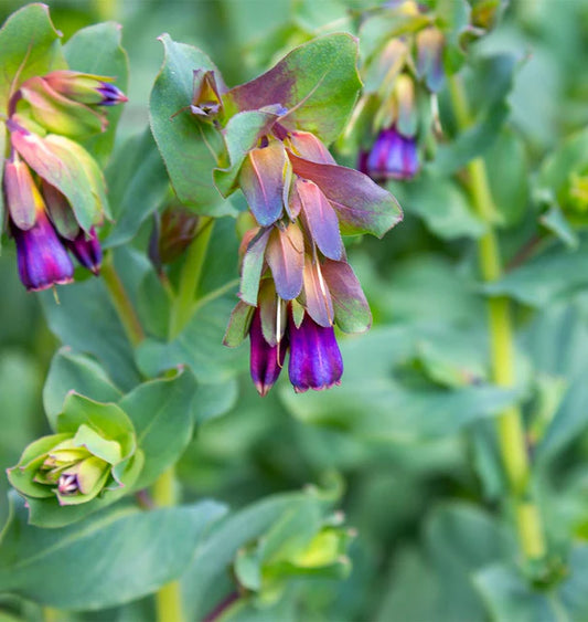 Seeds | Honeywort
