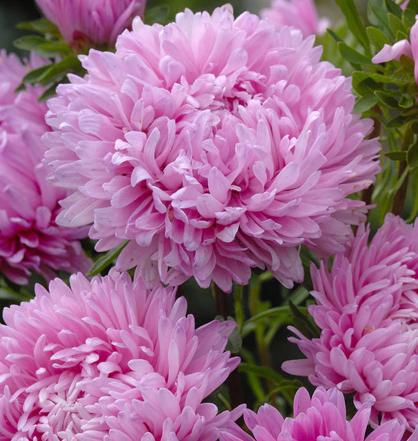 Seeds | Aster King Size Pink