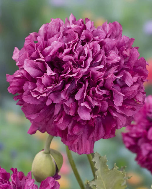 Seeds | Poppies Purple Peonies
