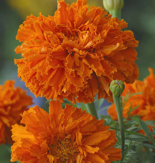 Seeds | Marigold Kee's Orange