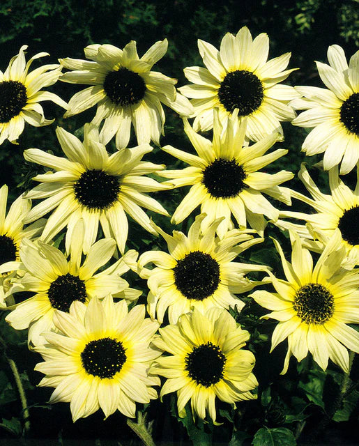 Seeds | Sunflowers Italian White