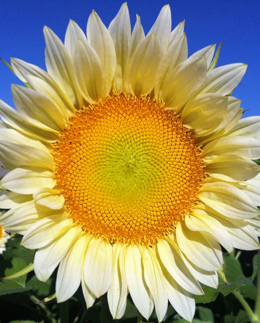 Seeds | Sunflowers Procut White Lite F1