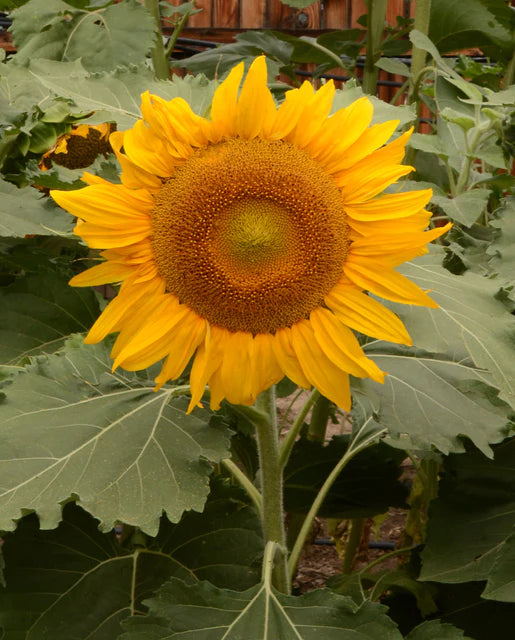 Seeds | Sunflowers Incredible