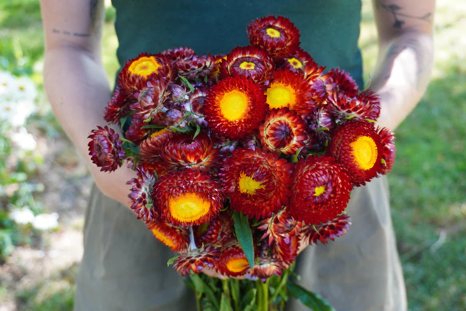 Seeds | Strawflower