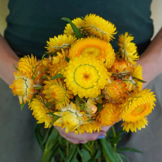 Seeds | Strawflower Golden Yellow