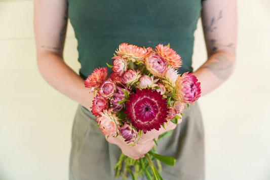 Seeds | Strawflower Salmon Rose