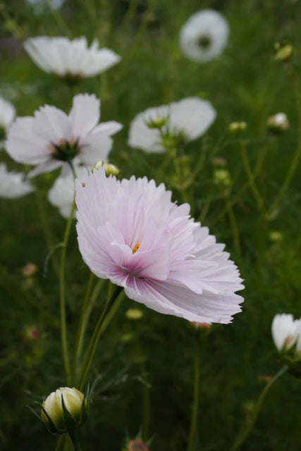 Seeds | Cosmos Cupcake Blush