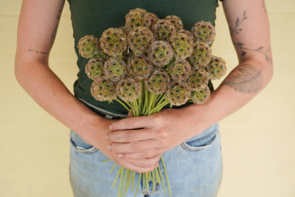 Seeds | Scabiosa Paper Moon