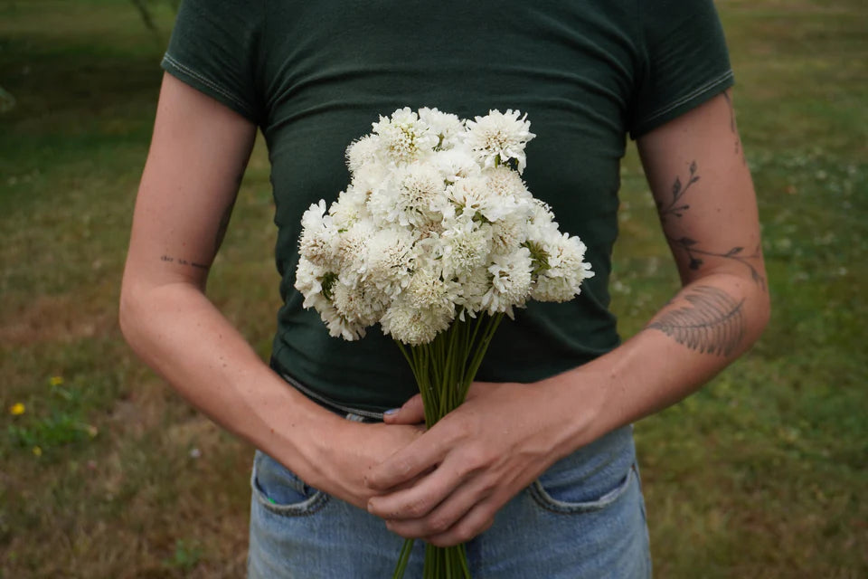 Seeds | Scabiosa Snow Maiden
