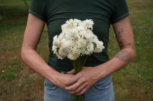 Seeds | Scabiosa Snow Maiden