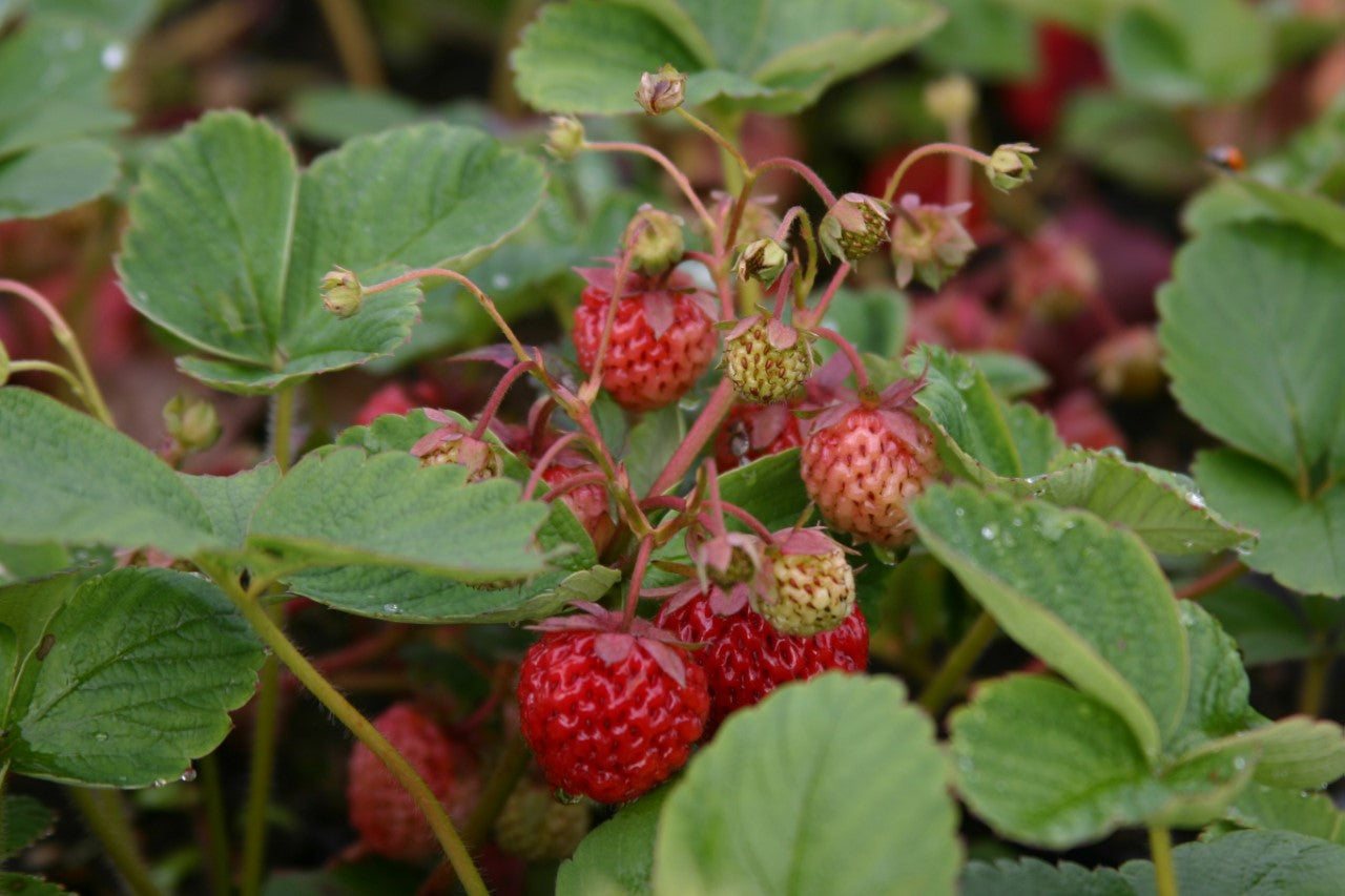Strawberry Framberry  #1 pot | Garden Seedling