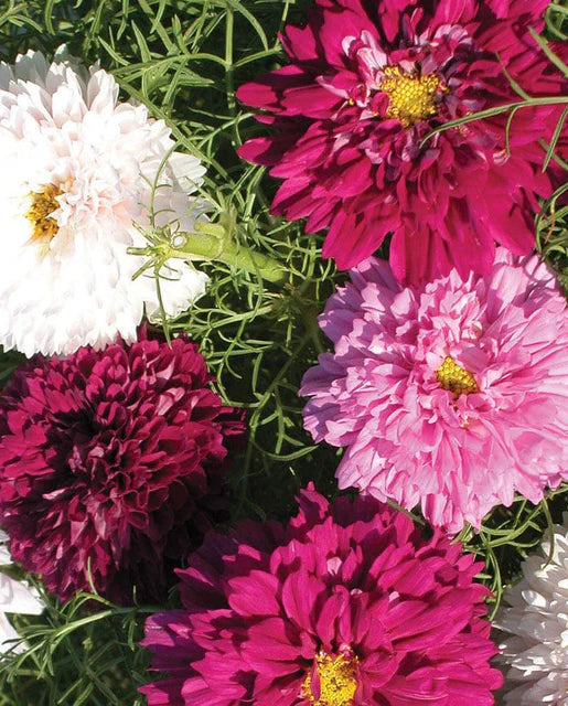 Seeds | Cosmos Double Click
