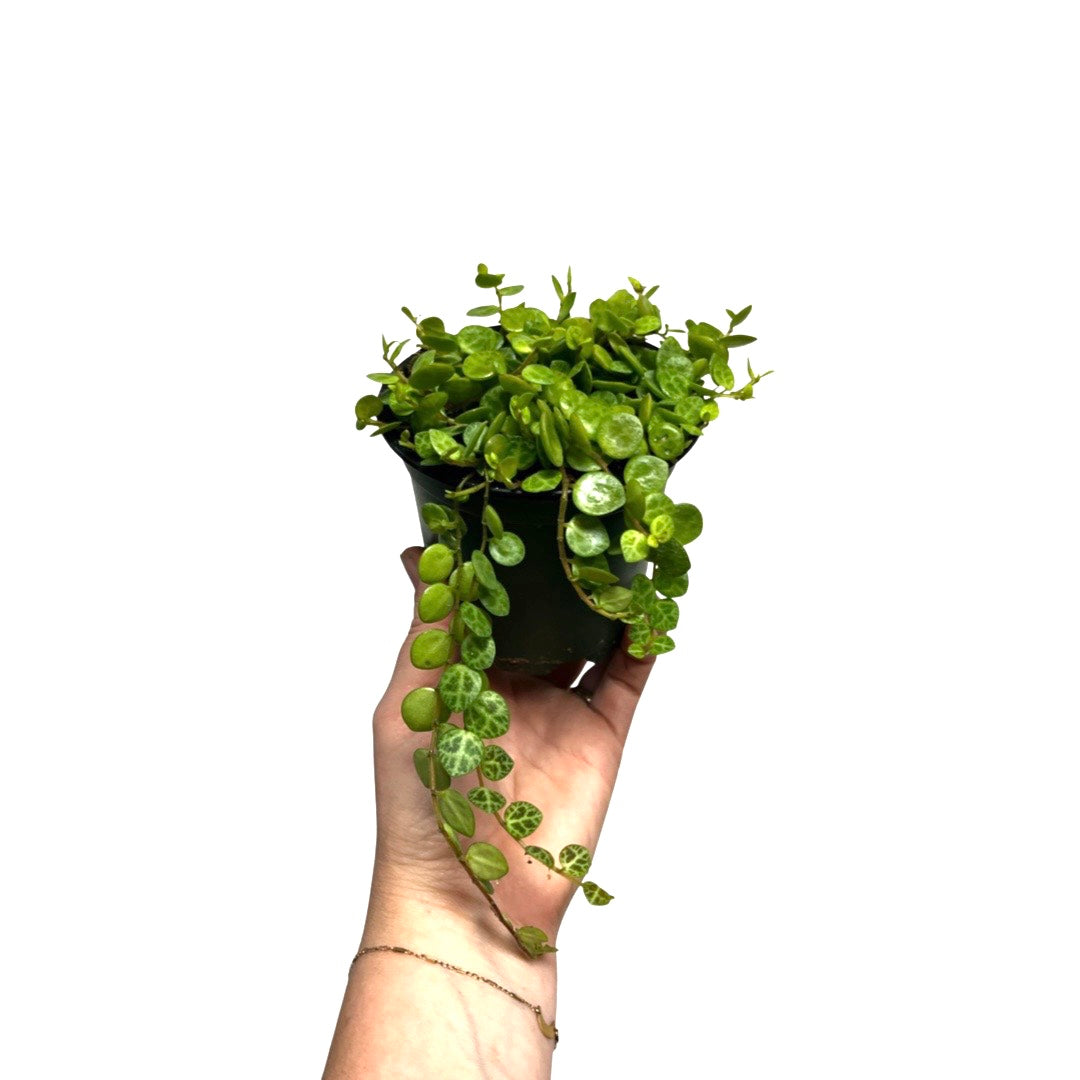 Peperomia | String of Turtles