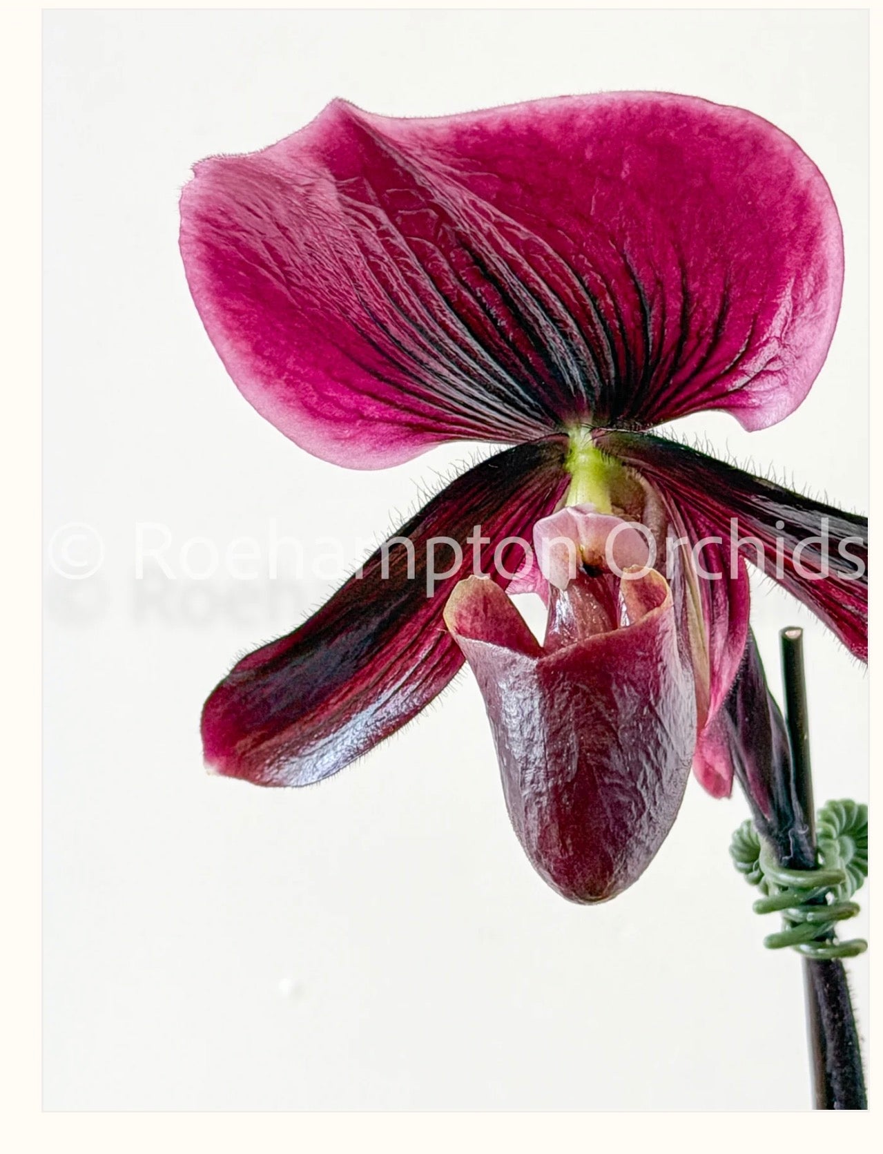 Orchids | Paphiopedilum Yi-Ying Red Sun