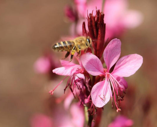 Guarda Bee Blossom | Garden Seedling