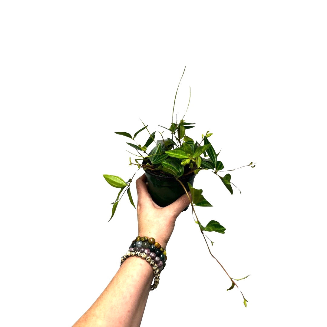 Peperomia | Angulata