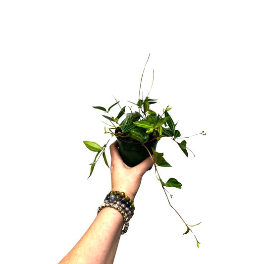 2” Peperomia  Angulata