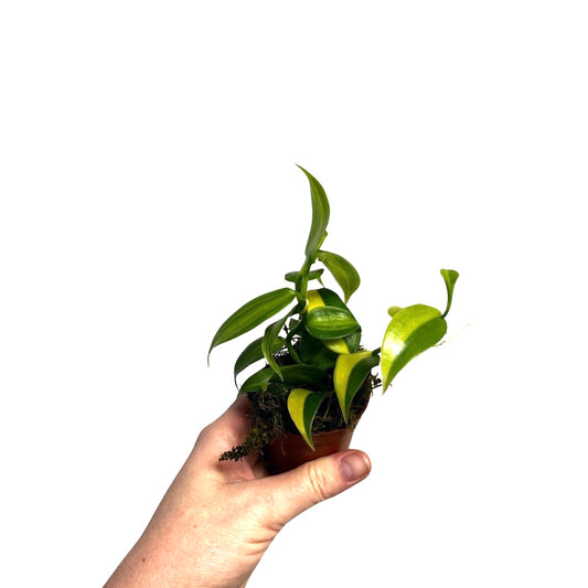 Orchids | Vanilla