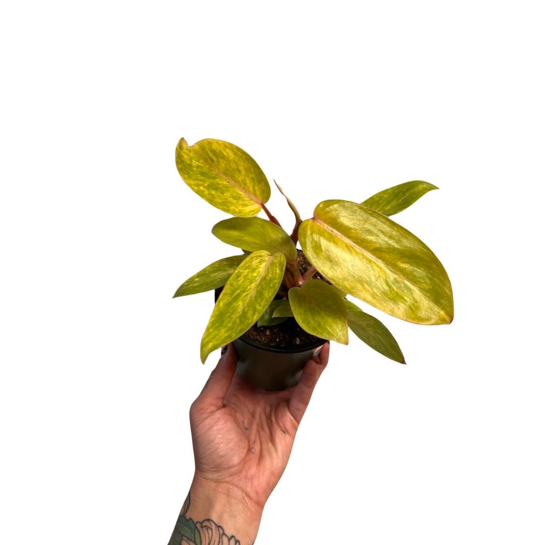 Philodendron  | Painted Lady 4"