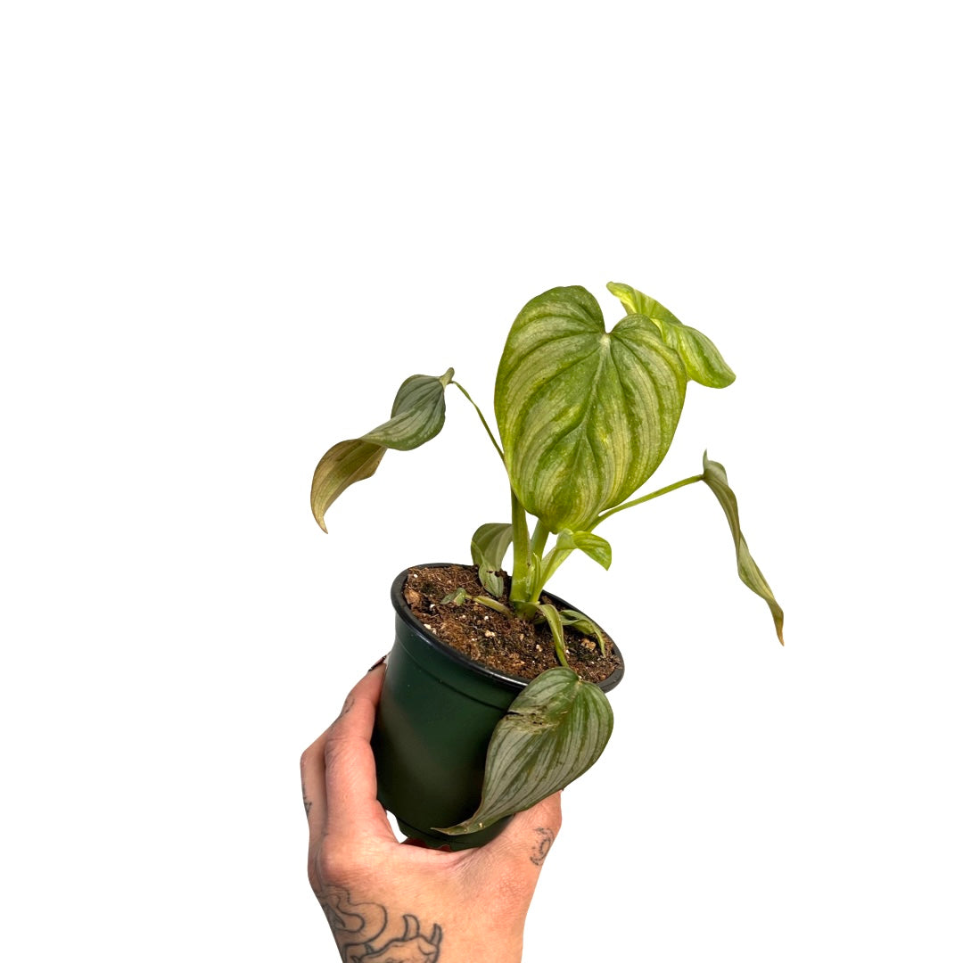 Philodendron  | Mamei 4"