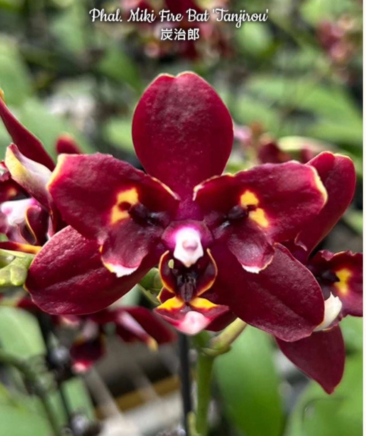 Orchids | 3” Phalenopsis Fire Bat Tanijirou