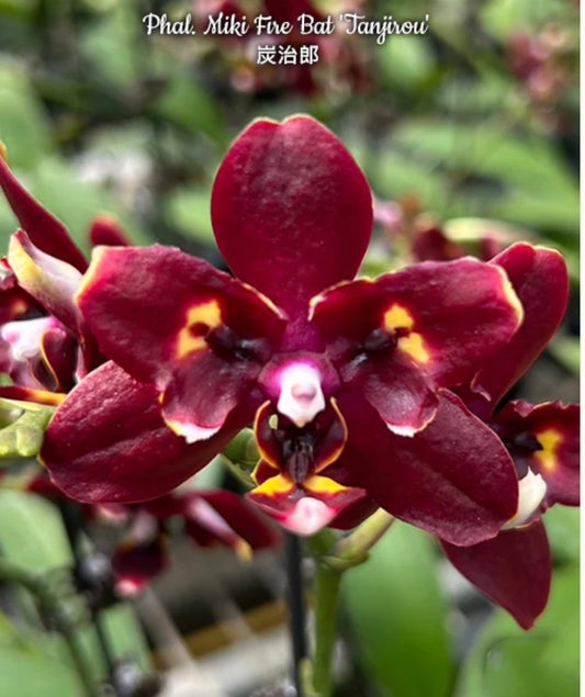 Orchids | 3” Phalenopsis Fire Bat Tanijirou
