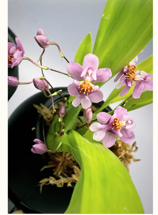 Orchids | Oncidium Tsiku Marguerite 'Chian Tzy Dragon'