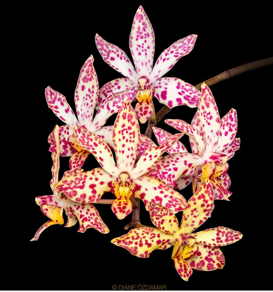 Orchids | 3” Rnthps. Chienlung Star River