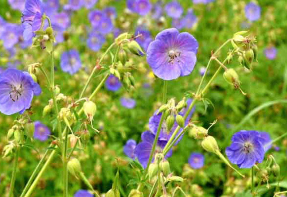 Geranium