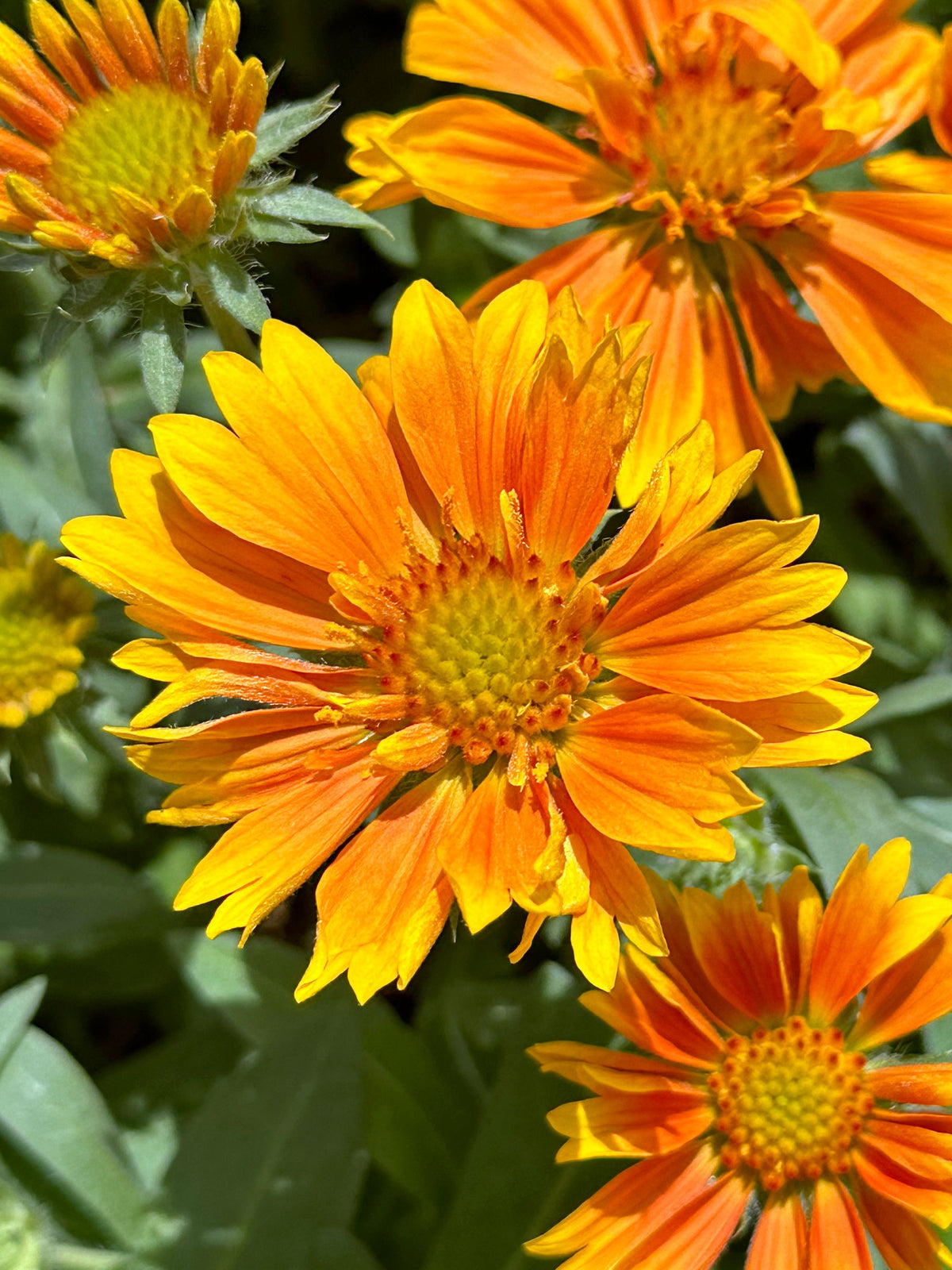 Gaillardia | Garden Seedling