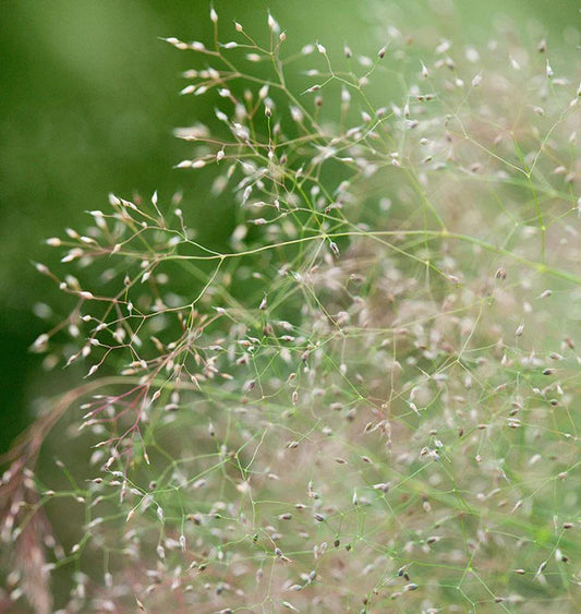 Seeds | Ornamental Grass Cloud Grass