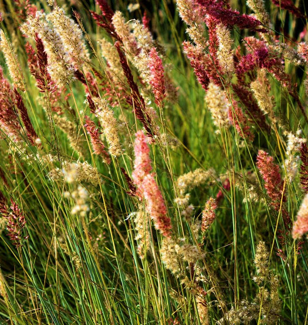 Seeds | Ornamental Grass Ruby