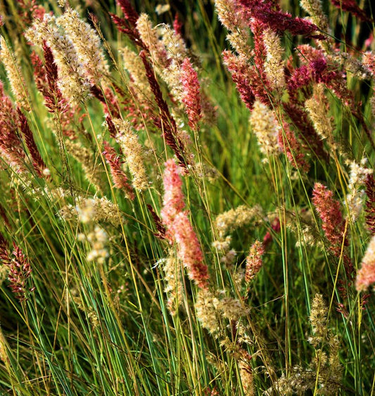 Seeds | Ornamental Grass Ruby