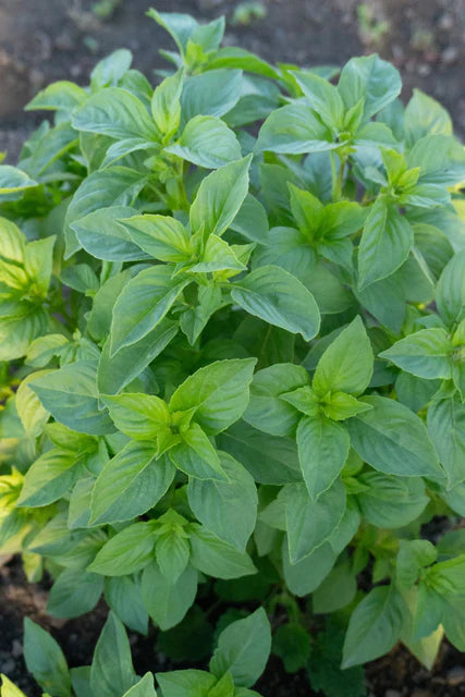 Seeds | Basil Helios Lemon
