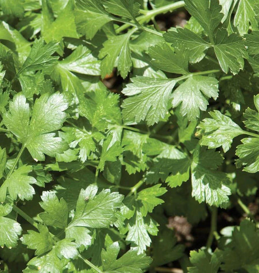 Seeds | Cilantro Santo Organic